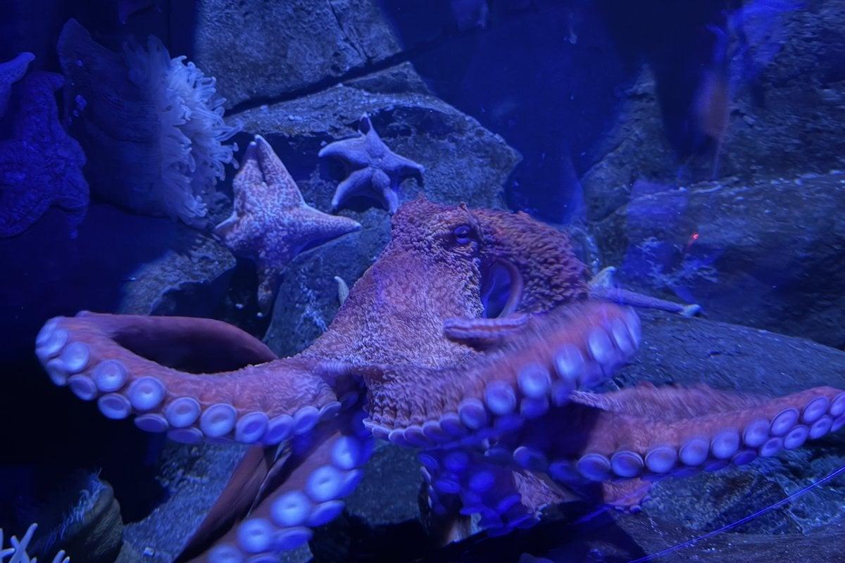 Adventure Aquarium - Gallery Image 5